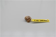 藏品(灰白陸寄居蟹)的圖片